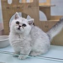 펫엔글라이더본점 이미지