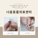 다나음동물병원 | 나음동물의료센터; 괴사될뻔한 모란앵무 발가락 7일만에 전부 고친 썰