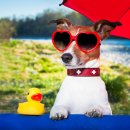 햇빛 동물병원 이미지