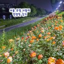 강변자동차정비 | 서울 주말 나들이 안양천 100만 송이 장미꽃 금천한내장미원 걷기