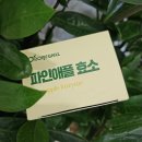 주약사 스토리 로니웰 파인애플 효소, 다이어트의 새로운 동반자!