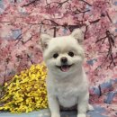 Re Pet 애견샵 | [전주 애견미용] 중화산동 럽독 luvdog 강아지 미용 후기 가격, 결과 솔직 정리