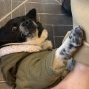 미드글라스커피 | #19 아산카페 '아메릭한옥','미드글라스커피' 후기 200211