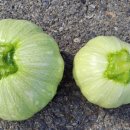 나봄1농장 이미지