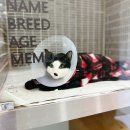 이솜 동물병원 이미지