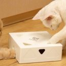 스마트캣 이미지