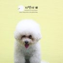 기억하개 이미지