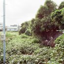 상모리-24 이미지