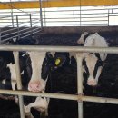 정우목장 이미지