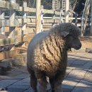 경사목장 이미지