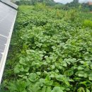 백진주2태양광발전소 | ​[서산태양광예초] 서산 태양광 발전소 필드케어! 무성...말끔히 정비한 전후(Before &amp; After) 현장 후기