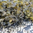 울릉도아리랑따개비칼국수 이미지