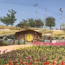 테마정원 | 대구 튤립 명소 추천 🌷 세천늪테마정원 후기 (사람 덜 붐비는 곳)