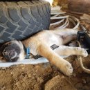 대부도방아머리 이미지