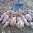 다산2농장 이미지