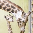 에버마루 이미지