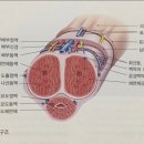 아랫도리 이미지