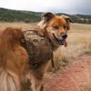 find your dog 이미지