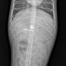 상일 쓰담쓰담 동물병원 이미지