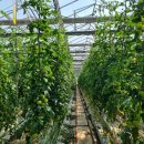 변종호 농장 이미지