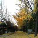 황금빛PC 이미지