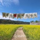 유채정원