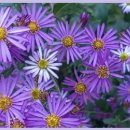 쑥부쟁이 이미지