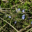 구례밀밭 이미지