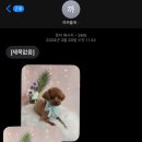 까까줄개 이미지