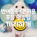 까리하개 | 반여동 애견미용 푸들 엉킨털 1인샵 까리하개