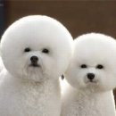 복실복실 이미지