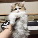 하이통키