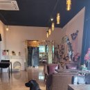 도그바라기 이미지