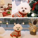 분당정자 동물병원 | 강아지 복강 잠복고환 수술 후기｜분당 용인 동물병원 P&amp;P