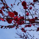 홍매뜨락협동조합 | [3.1 실시간] 내일 봄비 오면 다 질까? 순천 탐매마을 홍매화 만개 현황 직찍! 🌸☔