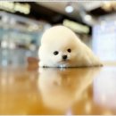 부천강아지분양 고양이분양 24시 데려가개 부천점 이미지