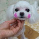 위드퍼피 애견미용실 이미지