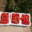 대운농장 이미지