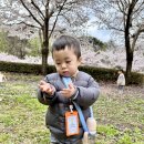 🌸봄, 봄, 봄이 왔어요 : 나비반 벚꽃 산책 이야기🌸 이미지