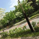 우체국 이팝나무 이미지