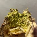 하도 조은 | CU 두바이 디저트 5종 솔직 후기 (구매 꿀팁)