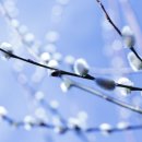 버들강아지 이미지