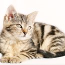 고덕 동물의료센터 이미지