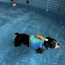 리틀미코노스4 이미지