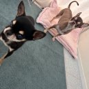 멍그니엘 | 동탄애견호텔 개별룸애견호텔 멍그니엘 기흥동탄점 이용 후기