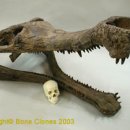 사르코수쿠스 이미지