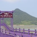 보랏빛민박 | 보라빛 감성 여행지, 신안 퍼플교 완벽 가이드