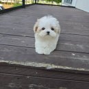 창원강아지분양 헬스독 애견입양 말티푸들포메라니안미니비숑 이미지