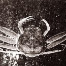 오른쪽 보각이 3개인 기형 영덕 대게 (Chionoecetes opilio) 이미지