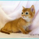 순한고양이 이미지